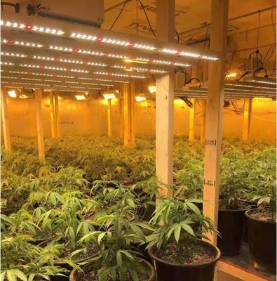 Full Spectrum Indoor LED Grow Lights Grow Lights voor planten 600w